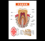 牙齿解剖图