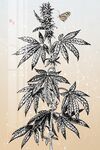 蝴蝶装饰画