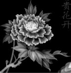 牡丹