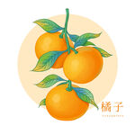 手绘橘子包装插画