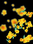 小黄花