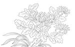 菊花