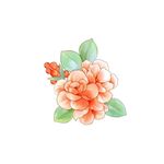 手绘花