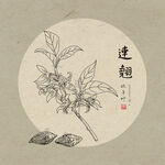 手绘连翘