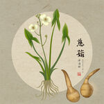 手绘茨菇
