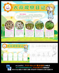 大蒜苗生长观察日记植物小报