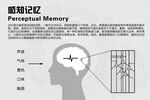 感知记忆大脑神经元感觉器官图文