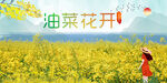 油菜花 