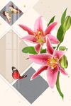 粉色百合花