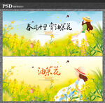 油菜花