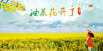 油菜花  