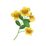 决明子