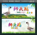 狮头鹅
