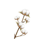 棉花