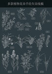 多款手绘植物花朵的矢量线稿