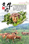 黄牛肉