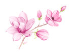 手绘玉兰花