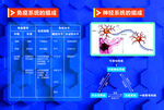 免疫细胞 神经系统