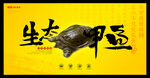 甲鱼广告设计
