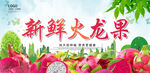 新鲜火龙果