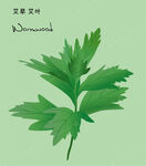 艾草 艾叶 