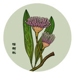 手绘桉树