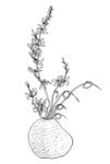 手绘插花艺术矢量线稿