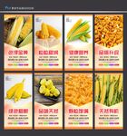 玉米种子