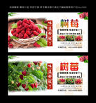 树莓  
