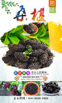 桑椹 