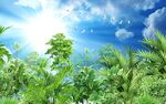 热带植物天空背就墙