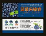 蓝莓代金券