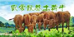 黄牛海报