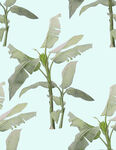 芭蕉叶