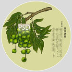 澳洲坚果包装手绘装饰画