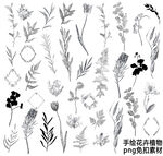 手绘花卉植物