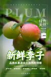 李子海报
