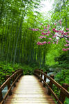 竹林木栈道