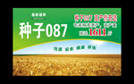 小麦种子