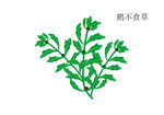 鹅不食草手绘