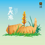 手绘天麻 