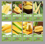 玉米