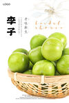 青李子海报