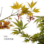 鸡爪槭 树枝 枝叶