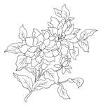 黑白花卉线稿