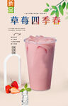 草莓四季春  