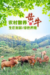 黄牛