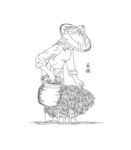 茶叶加工流程 采摘