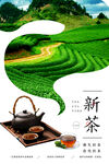 新茶上市