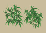 手绘火麻